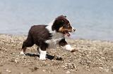 BERGER AUSTRALIEN PUPPIES 128